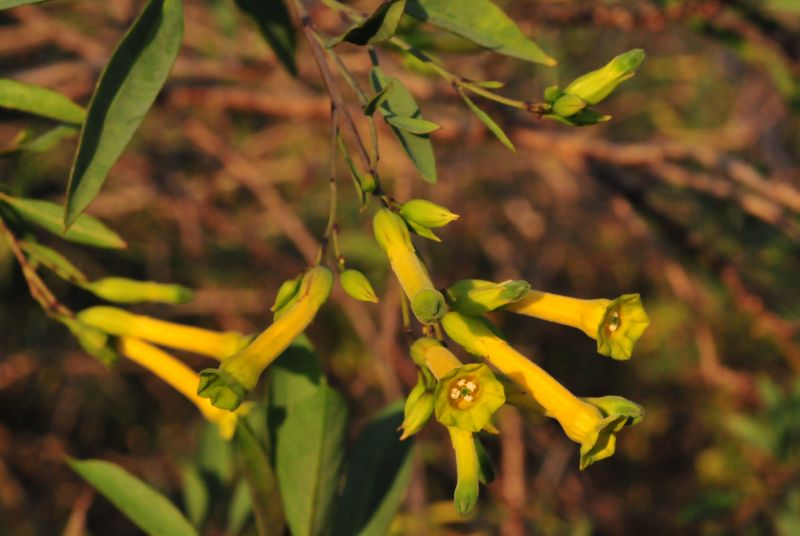 Nicotiana glauca / Tabacco glauco